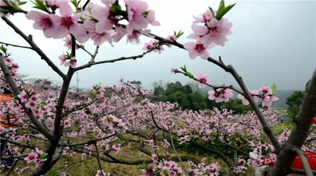 金堂周边这些地方可以看桃花啦! <wbr>太美了~