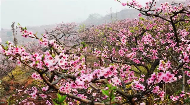 金堂周边这些地方可以看桃花啦! <wbr>太美了~