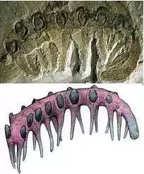 外星生命和地球上的相似吗?
