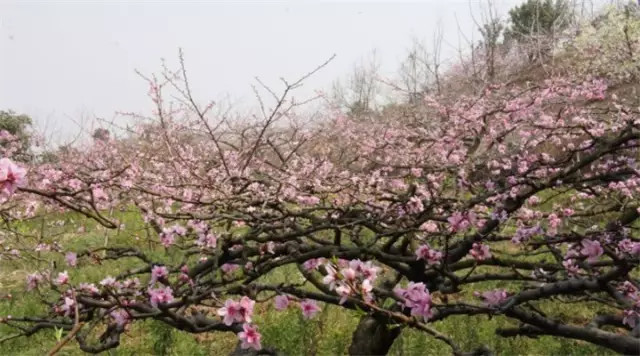 金堂周边这些地方可以看桃花啦! <wbr>太美了~