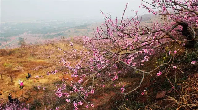 金堂周边这些地方可以看桃花啦! <wbr>太美了~