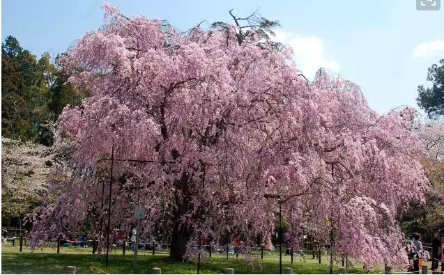 日本东北之春,邂逅山形县樱红春景