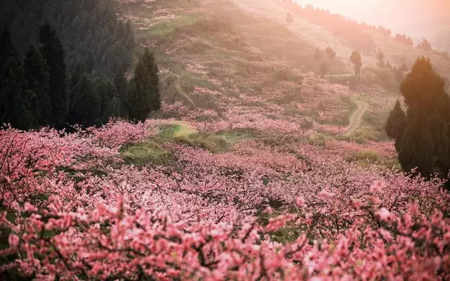巍峨雪山和清丽柔美的野桃花是完美配搭 有"藏江南"之称的林芝,野生桃花林绵延百里,总面积超过500亩。每年3月中旬至4月初林芝漫山遍野的桃花开始铺满山坡,绵延至河谷。 古朴苍虬的百年、千年野生桃树上盛开着密密匝匝、层层叠叠的嫩蕊繁花,与蓝天、雪山和翠绿相互映衬,勾勒出一副遗落在人间秘境的动人画卷。 大株的桃花树如同桃花仙子,簇立在尼洋河畔,雪山之下,与云朵相拥,形成密集的桃林。漫步其中,可见雪峰耸立,桃花怒放,清泉嬉戏,藏寨悠然,美到令人窒息。 雅鲁藏布江大峡谷之春,素以雪山映桃花而闻名,峡谷