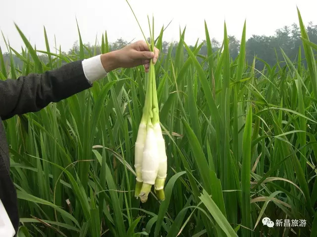 旅游招商② <wbr>| <wbr>七彩回山,田园小镇——回山镇