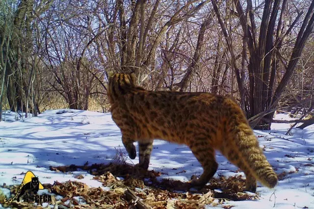 山梁上，是豹猫喜欢活动的地带。猫盟红外相机拍摄于山西