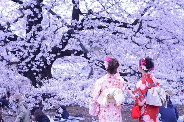 物候志 樱花七日花吹雪 三联生活周刊 新浪博客