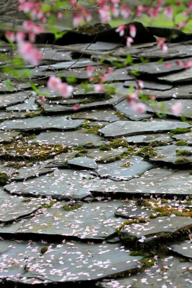 贡山听雨 花海漫漫 春露破雾闻江涛拍浪 桃花落叶亦纷纷