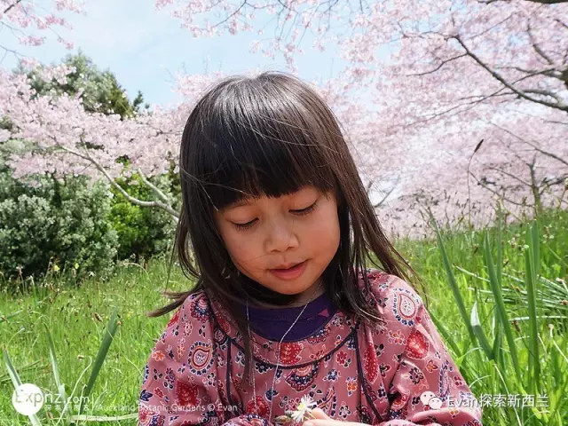 约起!奥克兰周边这些一日游目的地最适合三月