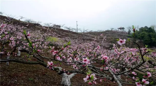 金堂周边这些地方可以看桃花啦! <wbr>太美了~