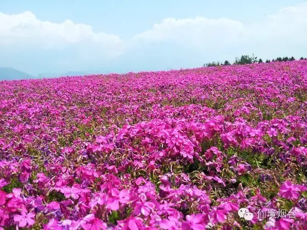 带您领略烟台的十大花海