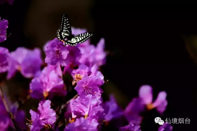带您领略烟台的十大花海