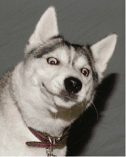 二哈gif | 翻翻这博主的微博你就会发现,人生没啥过不