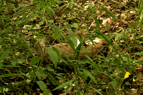 宠物豹猫背后的残酷真相:大量野生豹猫正因此消失 曾经,有一只兔子,它没有转发……