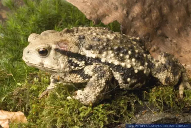 穿山甲和她的朋友们,是怎么给铲屎官出难题的? 伸张正义的中华蟾蜍。图片来源见水印