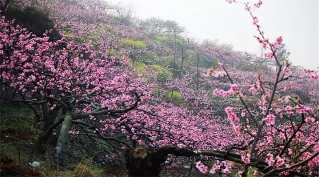 金堂周边这些地方可以看桃花啦! <wbr>太美了~