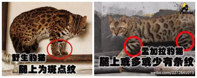 宠物豹猫背后的残酷真相:大量野生豹猫正因此消失 以上图片搜集自网络,猫盟整理编辑