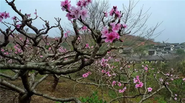 金堂周边这些地方可以看桃花啦! <wbr>太美了~
