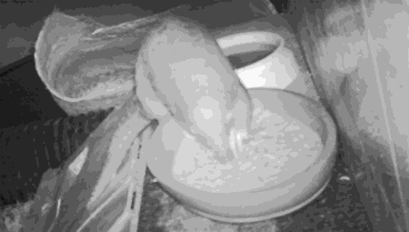 夜晚，红外监控摄像头拍到了这样的画面，移动的小点不需要说是什么吧？来源：陈老湿