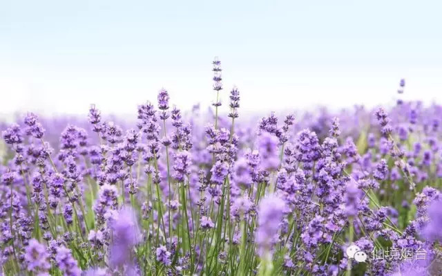带您领略烟台的十大花海
