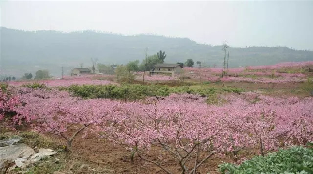 金堂周边这些地方可以看桃花啦! <wbr>太美了~