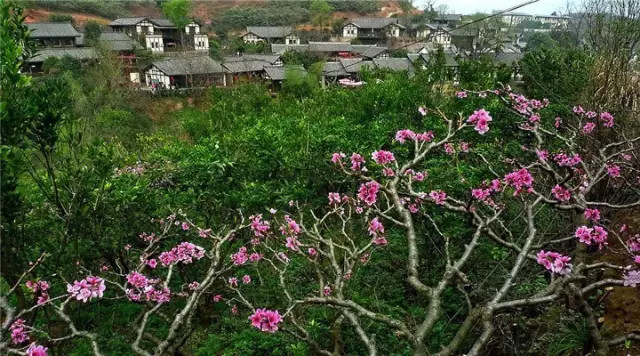 金堂周边这些地方可以看桃花啦! <wbr>太美了~