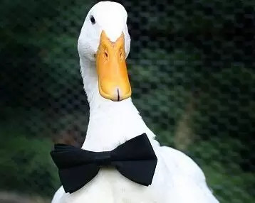 南京盐水鸭的“前世与今生”