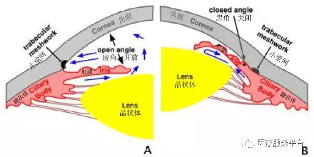 房水循环途径:睫状体产生-进入后房-越过瞳孔到达前房-再从前房的小