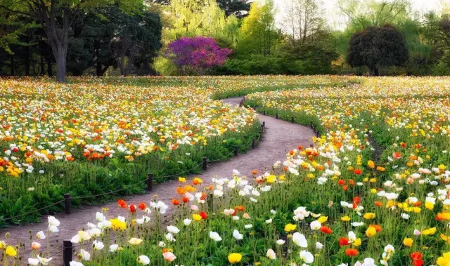 关于地被植物,现在了解还不迟