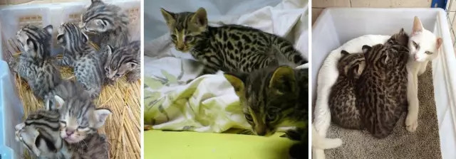 从外貌特征来看，这两窝小豹猫明显是非法杂交过的豹猫。图片来源：百度贴吧-豹猫吧。