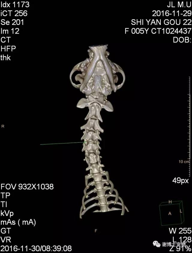 犬颈椎间盘突出的ct诊断与临床治疗病例分析