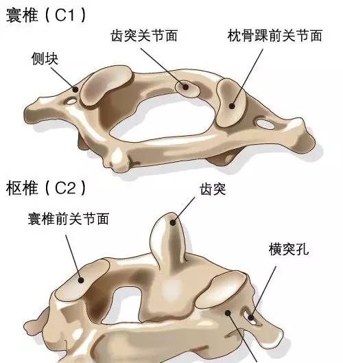 第一节颈椎叫寰椎,像一个圆环,第二节颈椎叫枢椎,枢椎有个枢椎齿状突
