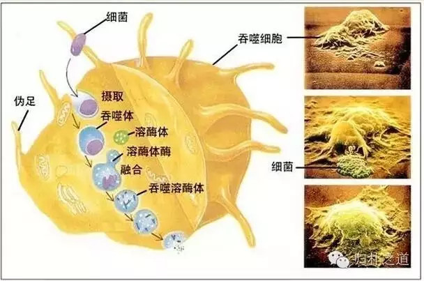 吞噬细胞的吞噬杀伤过程示意图