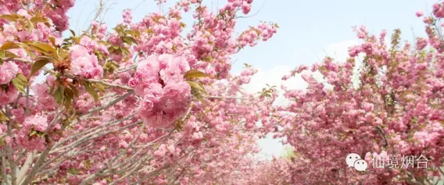 带您领略烟台的十大花海