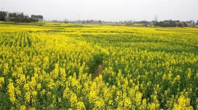 金堂周边这些地方可以看桃花啦! <wbr>太美了~