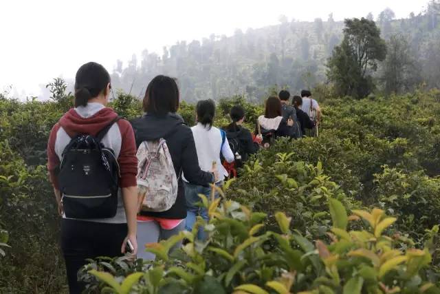 去年12月，熊猫茶园成员们前往西双版纳探访古茶山