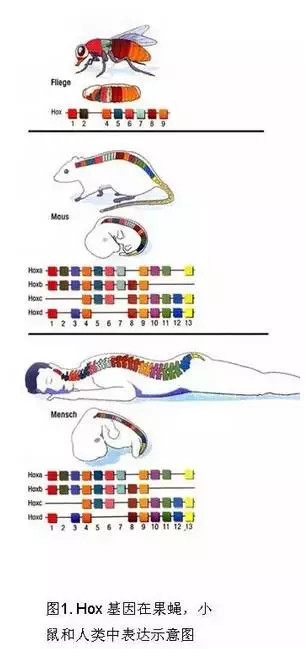 外星生命和地球上的相似吗?