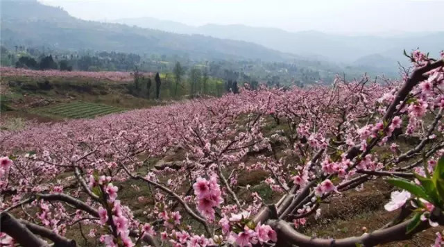 金堂周边这些地方可以看桃花啦! <wbr>太美了~