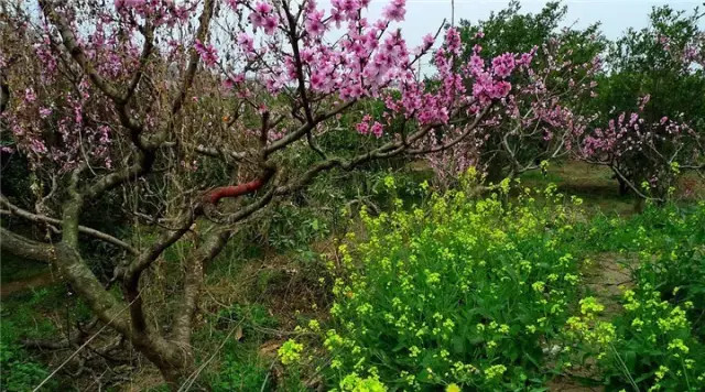 金堂周边这些地方可以看桃花啦! <wbr>太美了~