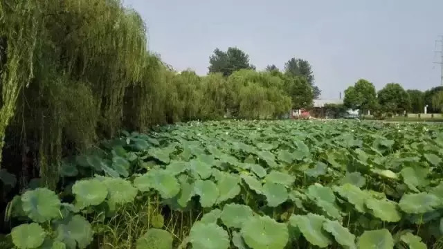 南大浦口,我们再也回不去了