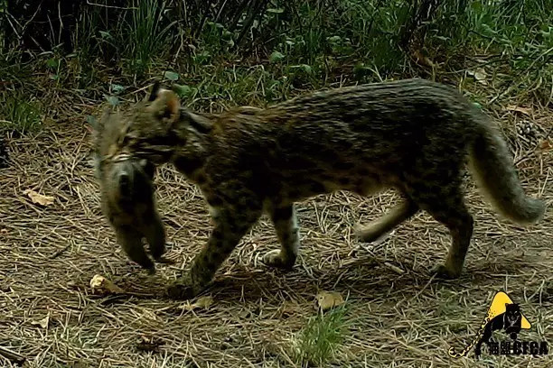 宠物豹猫背后的残酷真相:大量野生豹猫正因此消失 猫粮?你瞧不起我是吧?我吃的可是松鼠。