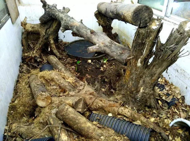 传说中改进好的笼舍。粪便在哪里？图片：陈老湿。