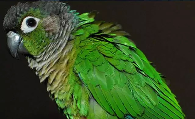 图为绿颊锥尾鹦鹉,是《濒危野生动植物种国际贸易公约》附录2上的保护