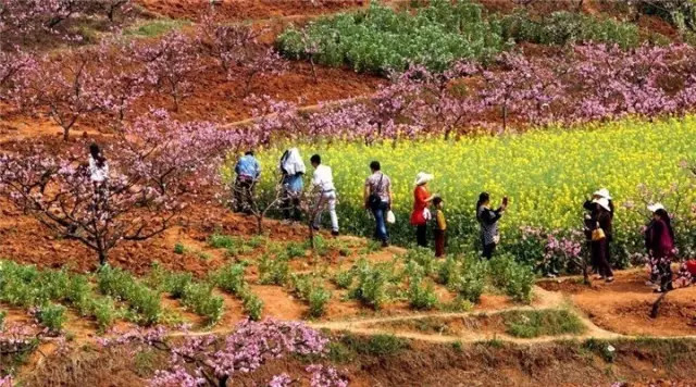 金堂周边这些地方可以看桃花啦! <wbr>太美了~