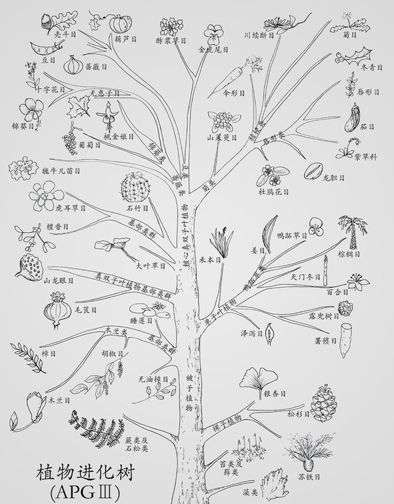 生物学家根据各类植物的亲缘关系的远近,将它们安放在有分枝的树状