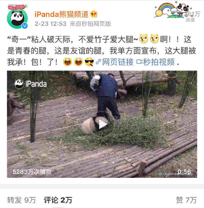 ipanda:【熊猫"奇一"抱大腿】播放量轻松破亿