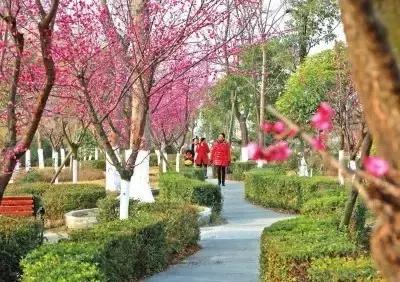 濮阳最全赏花全攻略!油菜花、樱花、桃花、杏花,一次看够! 濮阳最全赏花全攻略!油菜花、樱花、桃花、杏花,一次看够!