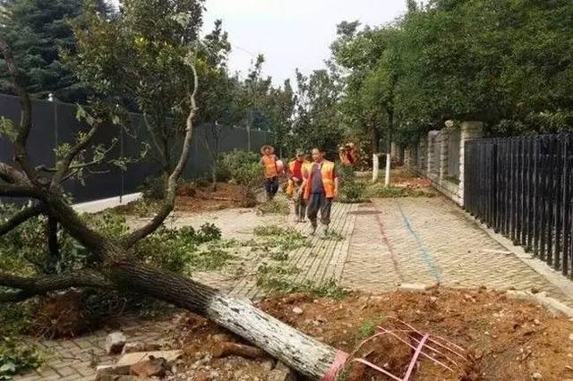 车被树砸了?手把手教你拿到赔偿!