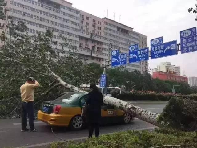 车被树砸了?手把手教你拿到赔偿!