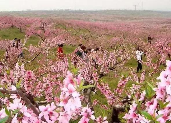 濮阳最全赏花全攻略！油菜花、樱花、桃花、杏花，一次看够！