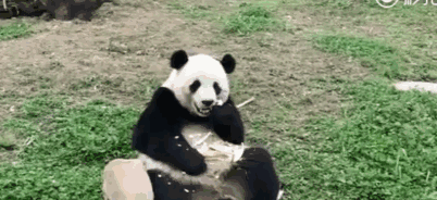 据说很多人都被这部滚来滚去的电影萌到智商为0